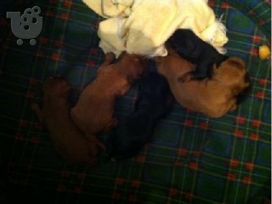 PoulaTo: Cavalier King Charles Spaniel